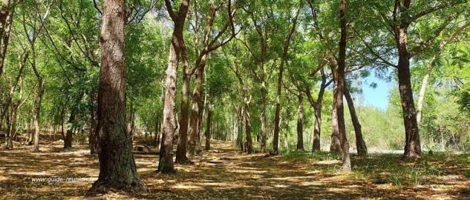 Forêt de l'Étang-Salé, La Réunion